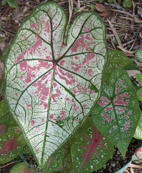 Caladium hybrid pic 1 Caladium hybrid pic 1