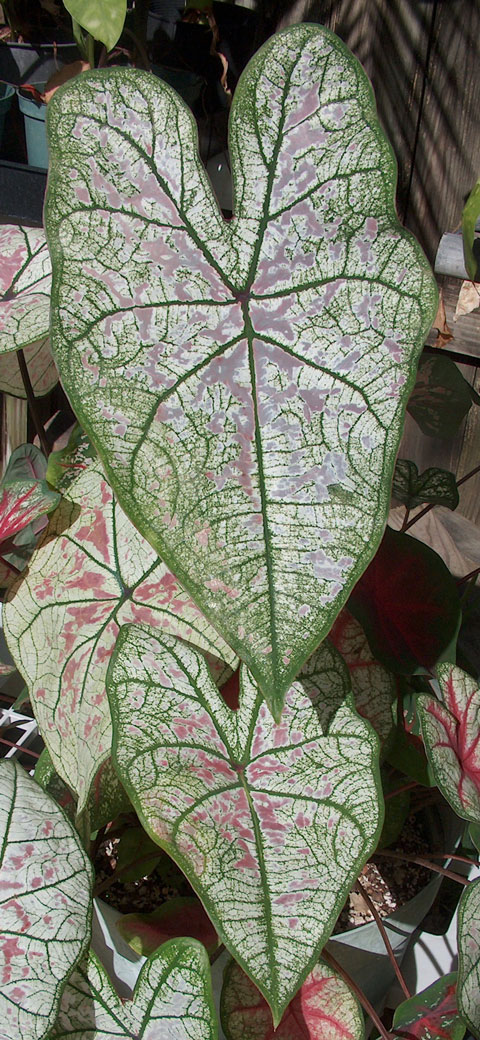 Caladium hybrid pic 2 Caladium hybrid pic 2