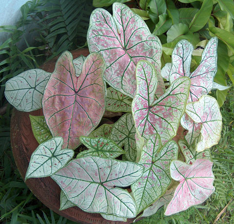 Caladium hybrid pic 4 Caladium hybrid pic 4