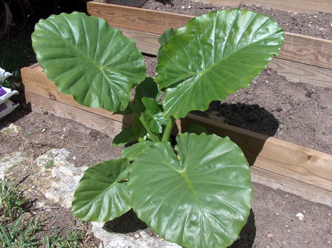 Alocasia x calidora