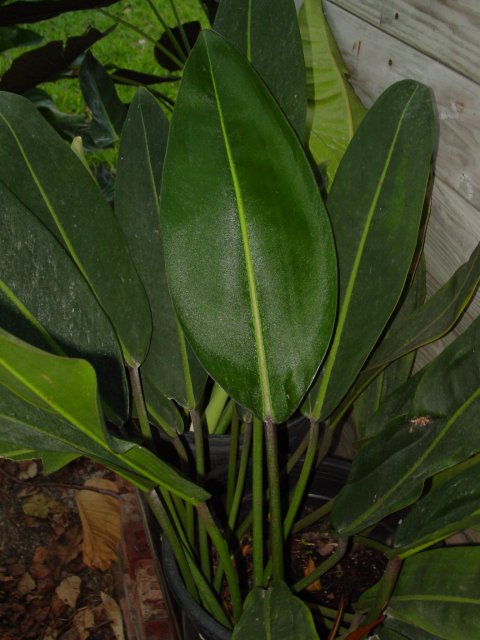 Philodendron callosum Philodendron callosum