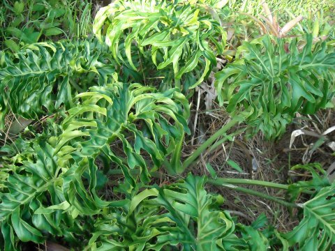 Thaumatophyllum Chumley Curly overall Thaumatophyllum Chumley Curly overall