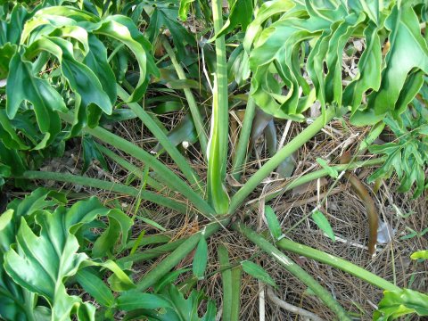 Thaumatophyllum Chumley Curly stem Thaumatophyllum Chumley Curly stem