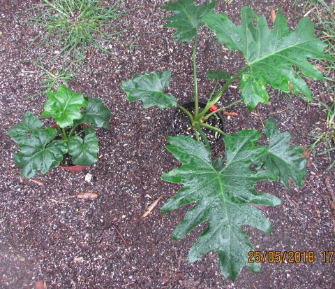 Thaumatophyllum Chumley Curly sdlgs1 Thaumatophyllum Chumley Curly sdlgs1