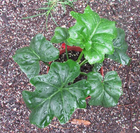 Thaumatophyllum Chumley Curly sdlg2 Thaumatophyllum Chumley Curly sdlg2