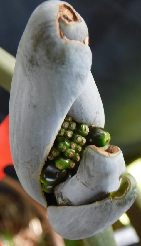 xSpecialocasia berries xSpecialocasia berries