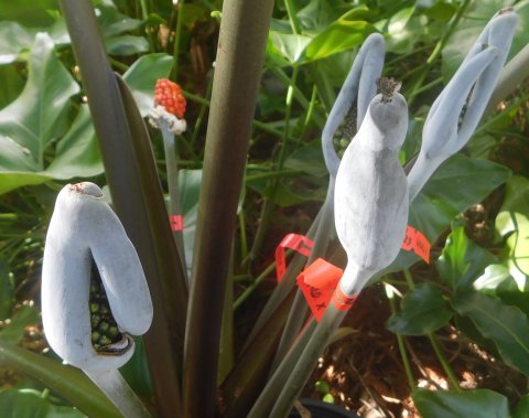 xSpecialocasia multi pods