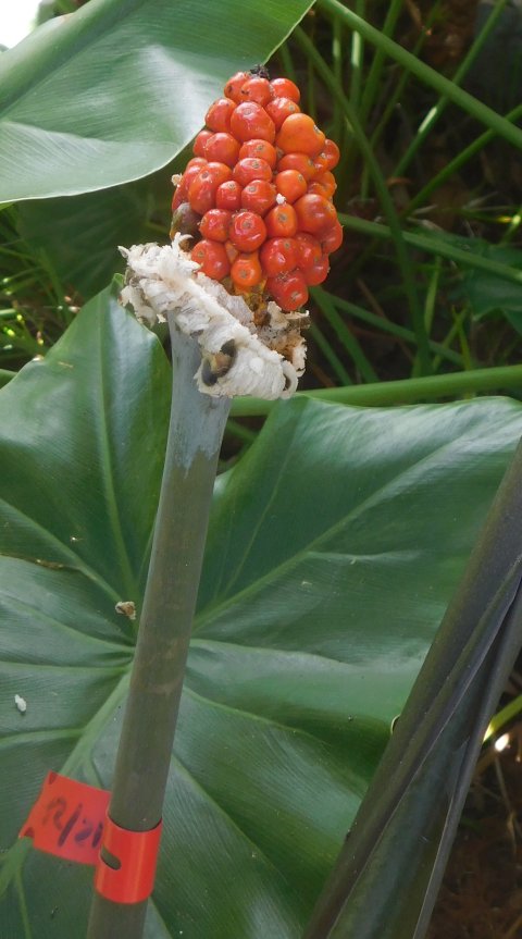 xSpecialocasia ripe berries