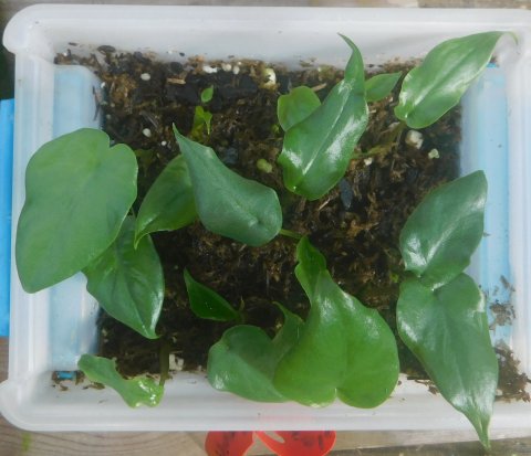 xSpecialocasia F2 seedlings xSpecialocasia F2 seedlings