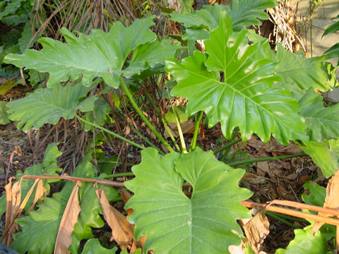 Philodendron corcovalloum Philodendron corcovalloum