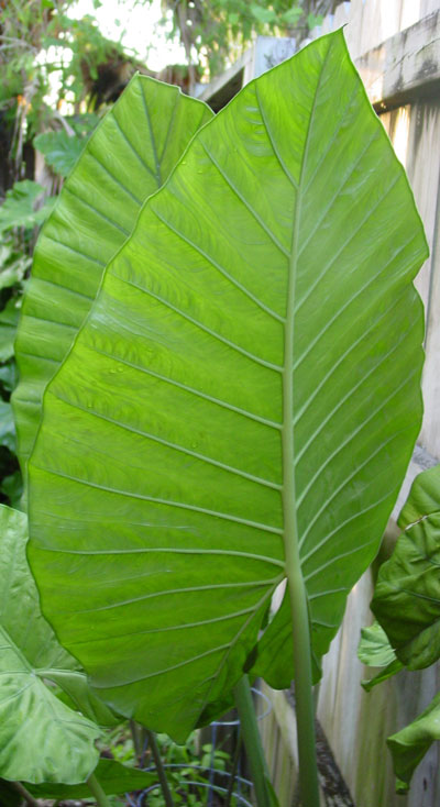 Corrugated Odora Corrugated Odora