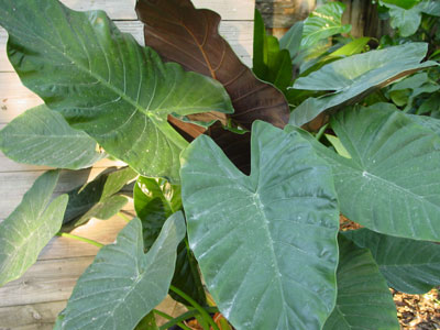 Alocasia 