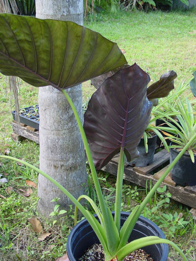 Alocasia Alocasia