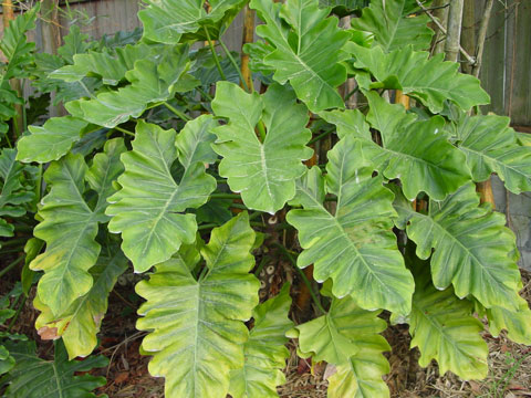 Philodendron dwarf eichleri