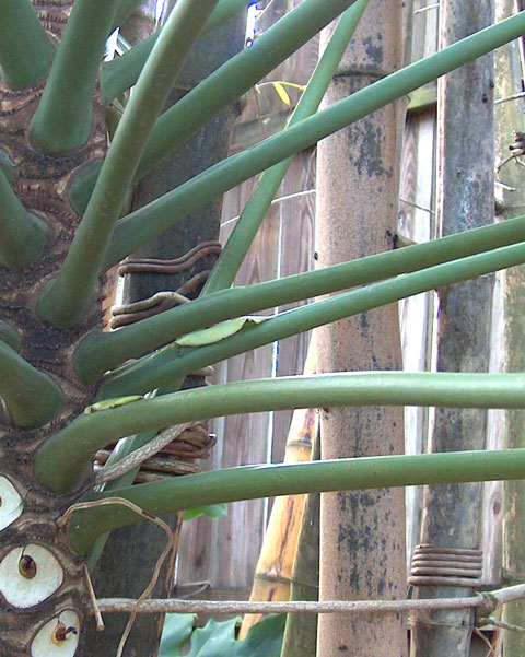 Philodendron dwarf eichleri roots