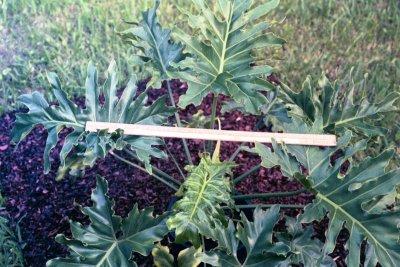 Dwarf Selloum plant Dwarf Selloum plant