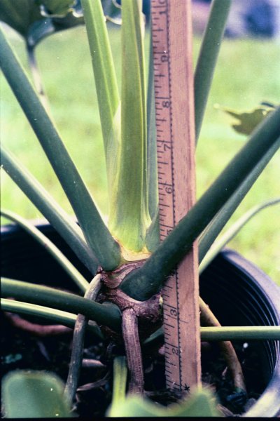 Dwarf Selloum stem Dwarf Selloum stem