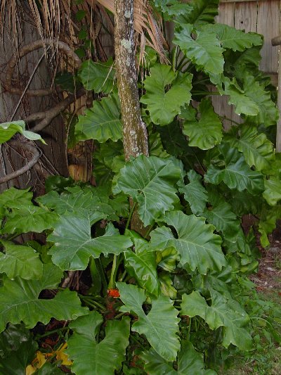 Philodendron Philodendron