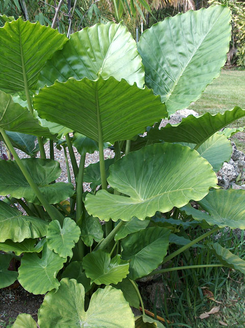 Alocasia gageana pic 1 Alocasia gageana pic 1