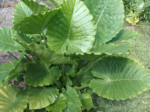Alocasia gageana pic 3 Alocasia gageana pic 3