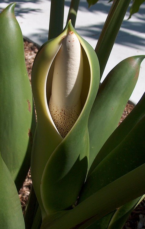 Philodendron goeldii bloom Philodendron goeldii bloom