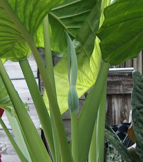 Alocasia Green Giant inflorescence Alocasia Green Giant inflorescence