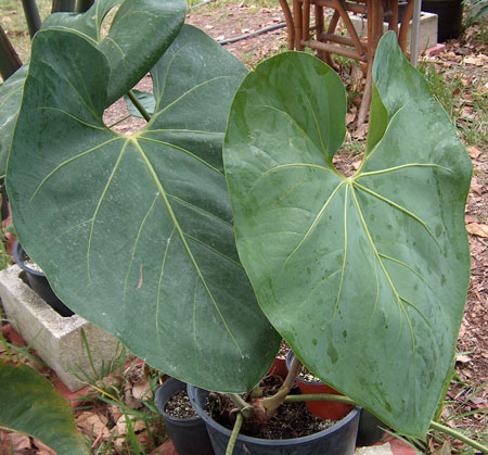 Anthurium Heartleaf view 1 Anthurium Heartleaf view 1