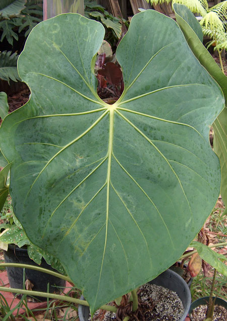 Anthurium Heartleaf view 2