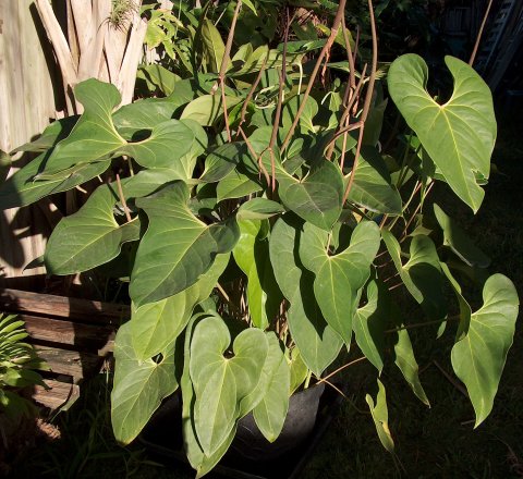 Anthurium sp. #2 Anthurium sp. #2