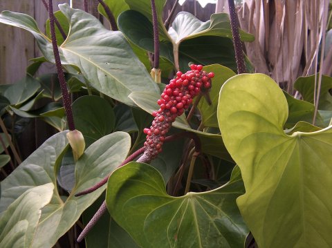 Anthurium sp. #2 berries Anthurium sp. #2 berries