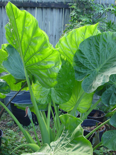 Alocasia odora Indian