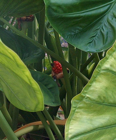 Alocasia odora Indian berries Alocasia odora Indian berries