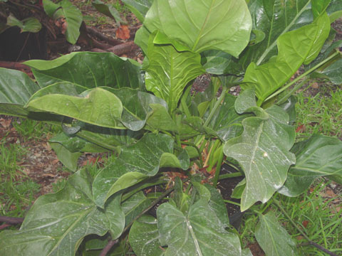 Anthurium Jamaican Birdsnest Anthurium Jamaican Birdsnest