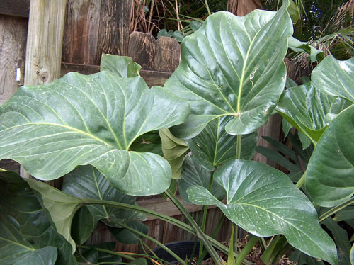 Anthurium sp. Jamaican