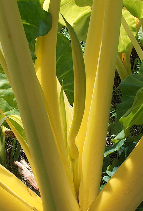 Alocasia lutea inflorescence