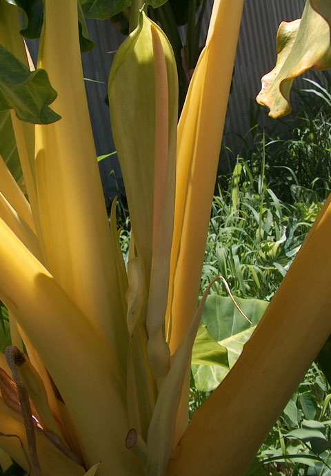 Alocasia lutea inflorescence open Alocasia lutea inflorescence open