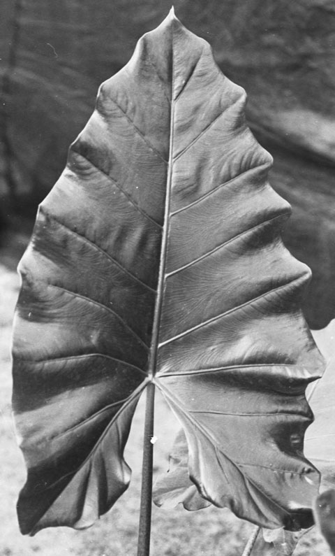 Alocasia macrorrhizos Alocasia macrorrhizos