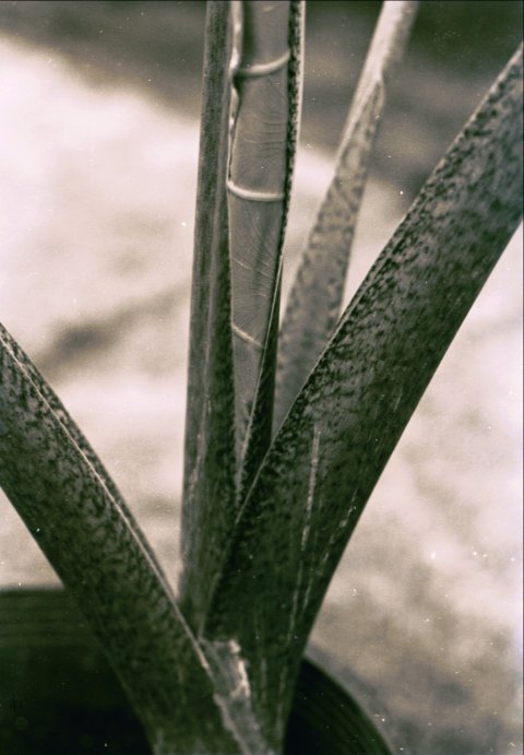 Alocasia macrorrhizos petioles Alocasia macrorrhizos petioles