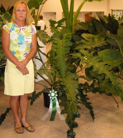 Philodendron Maharlika