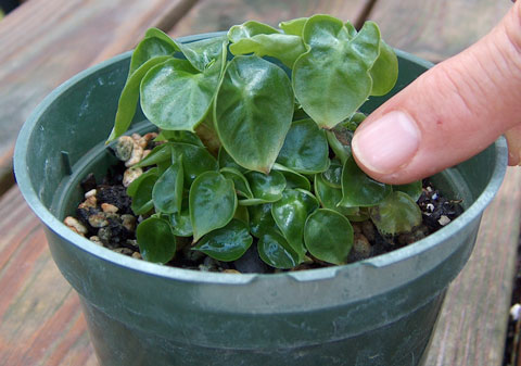 Alocasia microdora Alocasia x microdora