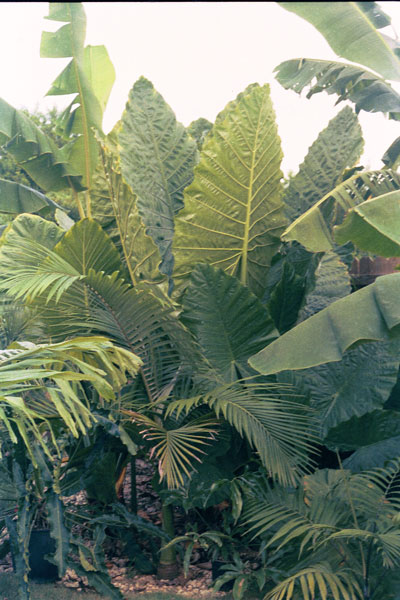 Alocasia x novodora overall view 1