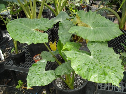 Alocasia x nyctedora pic 1 Alocasia x nyctedora pic 1