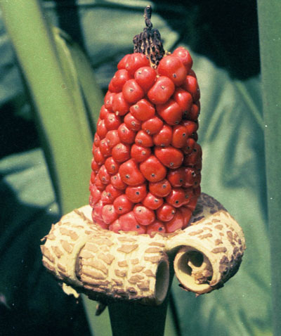 Alocasia odora seedhead