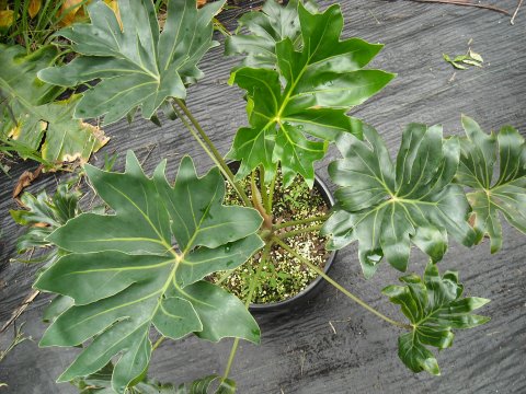 Philodendron adamantinum Philodendron adamantinum