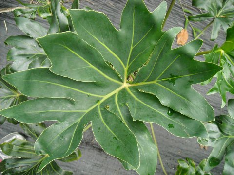 Philodendron adamantinum leaf Philodendron adamantinum leaf