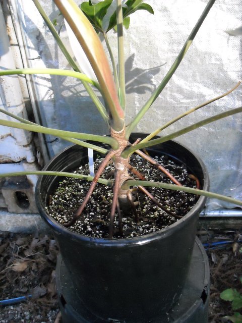 Philodendron adamantinum stem Philodendron adamantinum stem