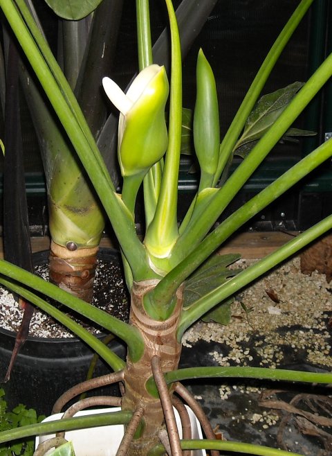 Philodendron paludicola bloom 1 Philodendron paludicola bloom 1