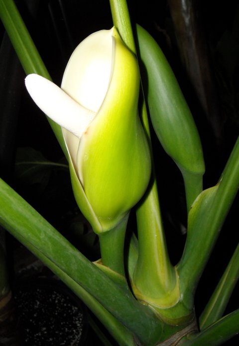 Philodendron paludicola bloom 2