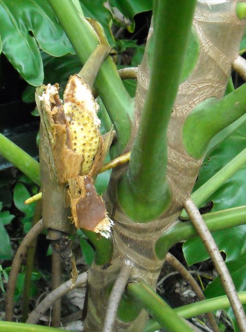 Philodendron paludicola fruiting Philodendron paludicola fruiting