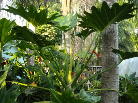 Philodendron paludicola plant